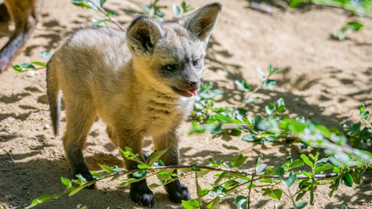 Uši jako radar, k obědu hmyz. V pražské zoo jsou k vidění mláďata psů ušatých