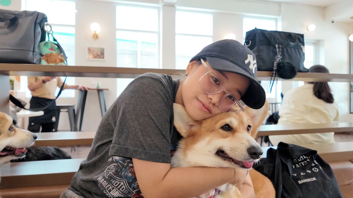 Do kavárny zaměstnávající 30 corgiů míří turisté z celého světa 