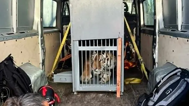 Stěhování tygra ussurijského. Oliver odjel z jihočeské zoo d