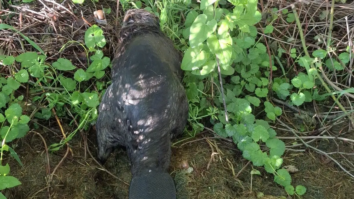 Bobr na Šumpersku opět uvízl v zasněžovací nádrži. Zachránili jej hasiči