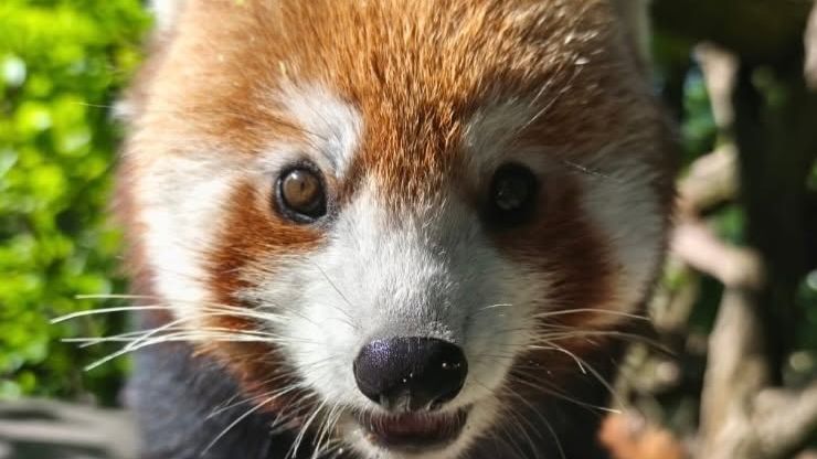 Z brněnské zoo utekla panda