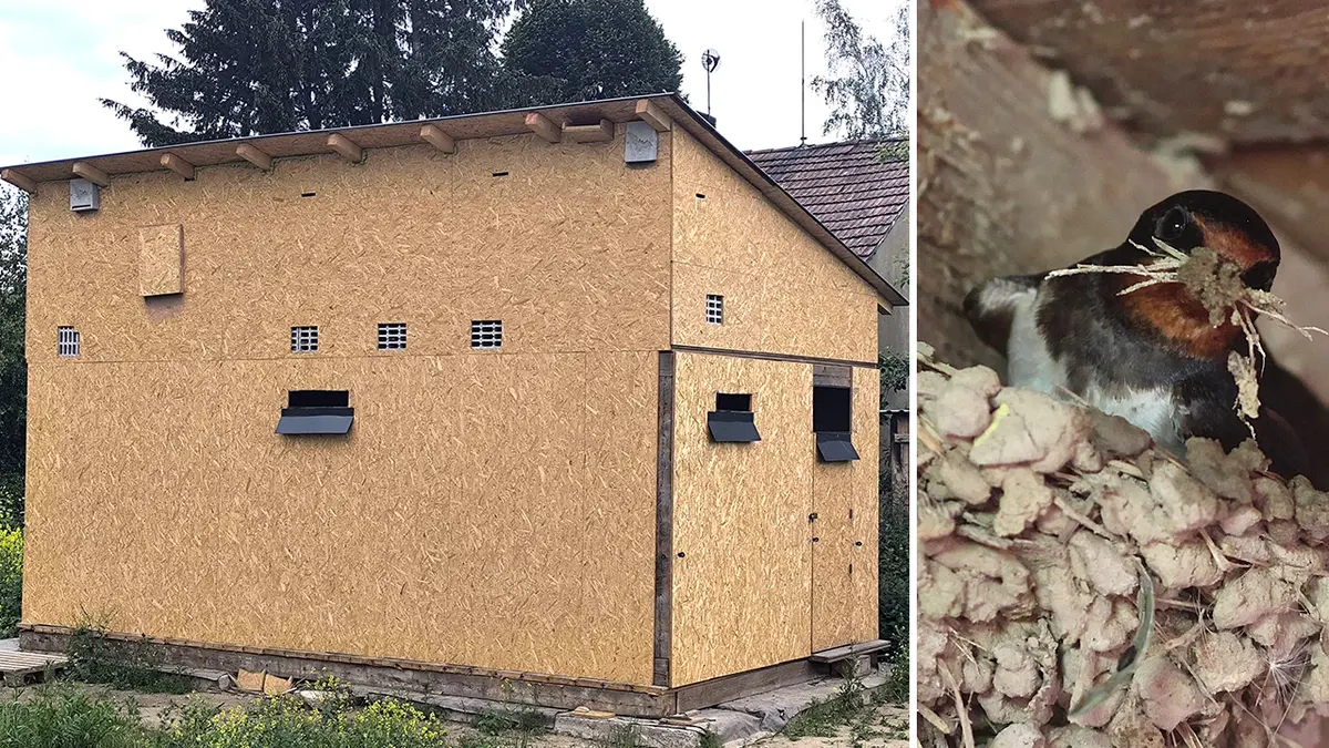 První vlaštovčí dům vznikl v Havlíčkově Brodě, ptá