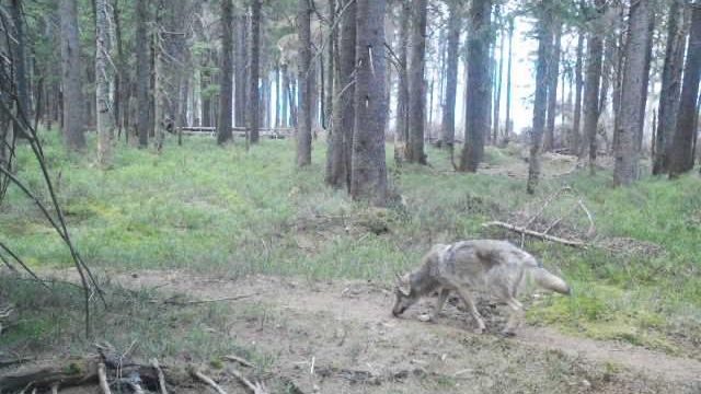 V Krkonoších žije alespoň jedenáct vlků