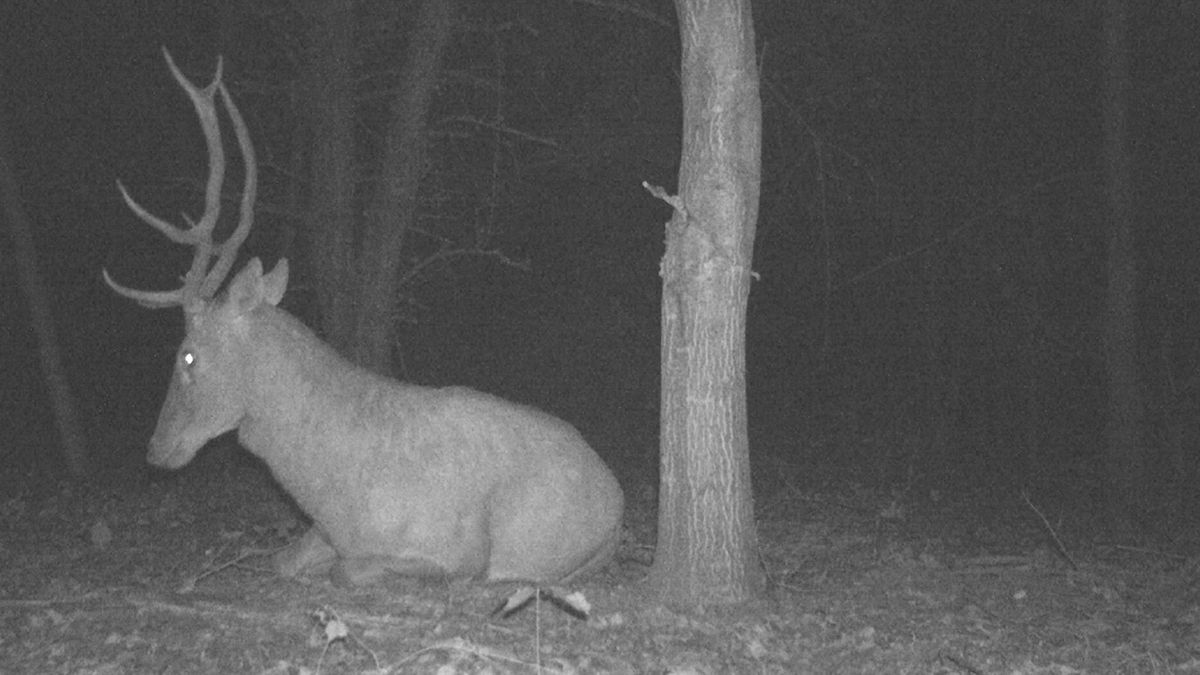Fotopasti v Černobylu ukázaly, jak válka mění chování zvířat