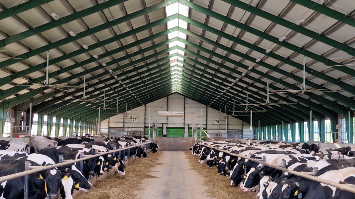 Pohodu krav na moderní farmě v Bohdalově hlídá ve vedrech meteostanice