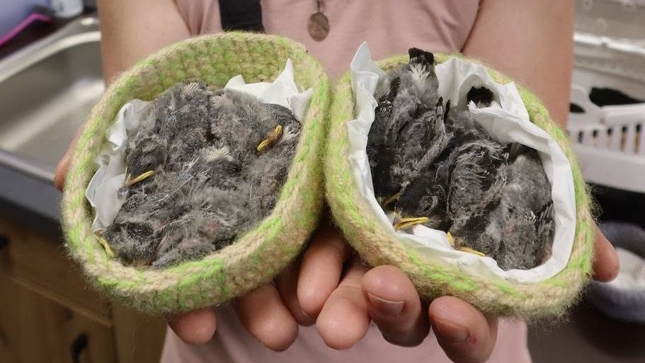 Muži na Plzeňsku vadily jiřičky. Strhl jim hnízdo s mláďaty
