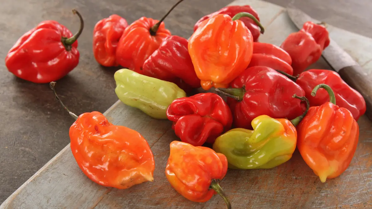 Chilli z Karibiku ničí hurikány a škůdci. Pálivé omáčky zdražují