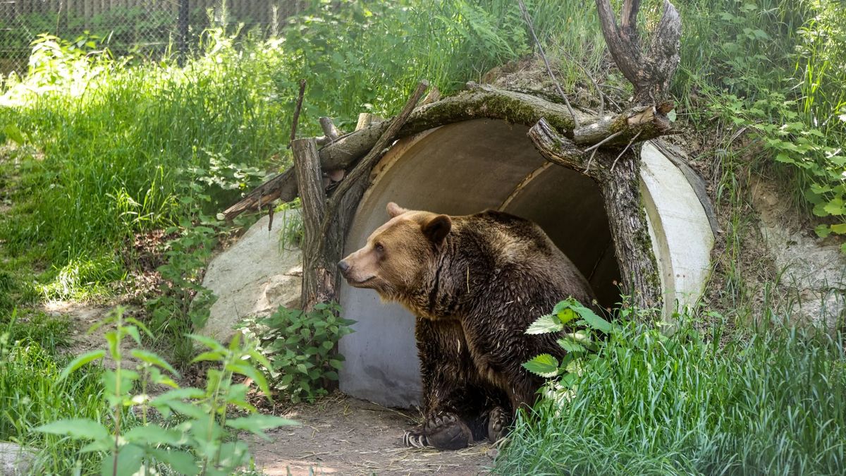 Bratislavská zoo přišla o medvěda Felixe, utratili ho
