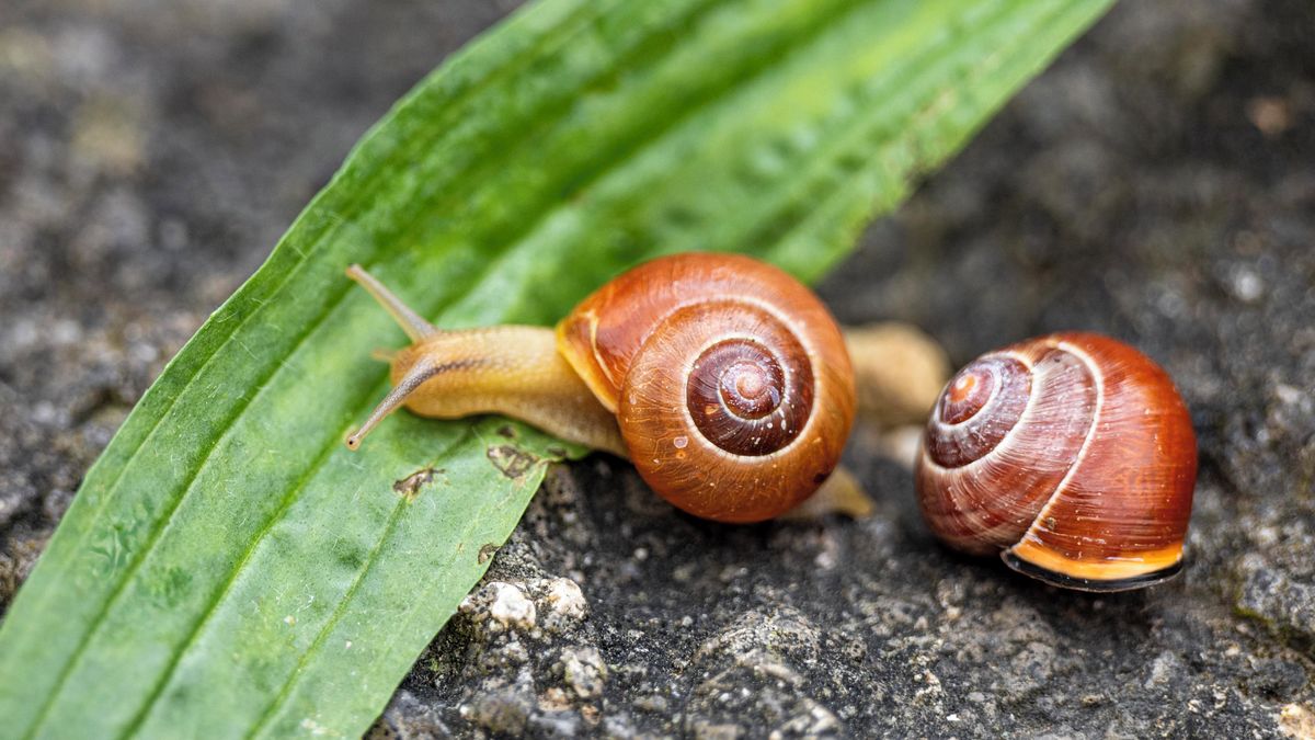 Pražský školák našel raritního šneka, ulitu má zatočenou doleva