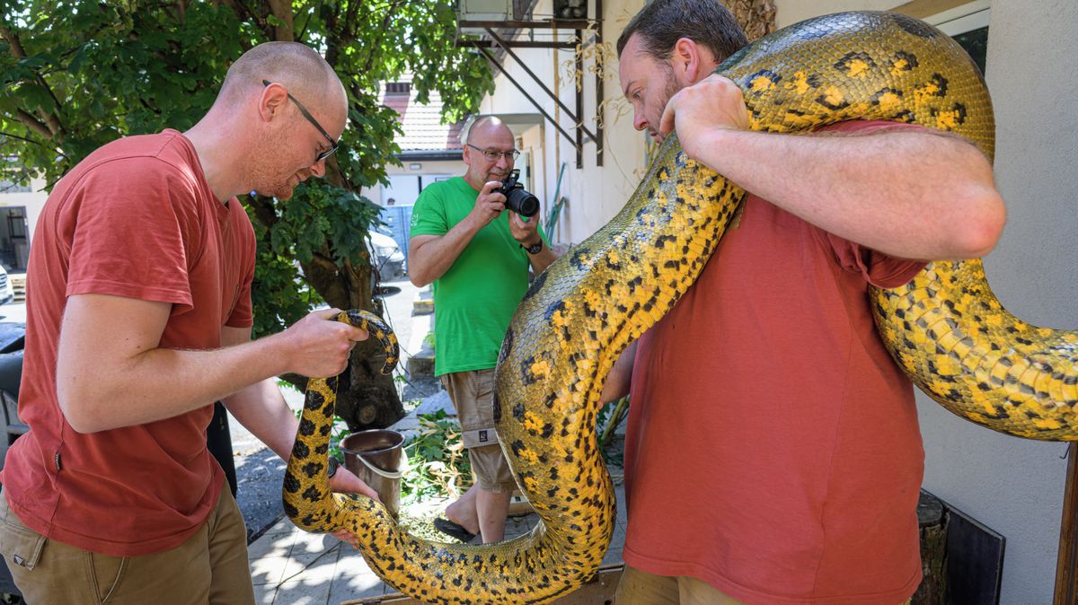 FOTO: Extrémním pachem se brání mohutné anakondy, kterým pražská zoo při stěhování vzala míry