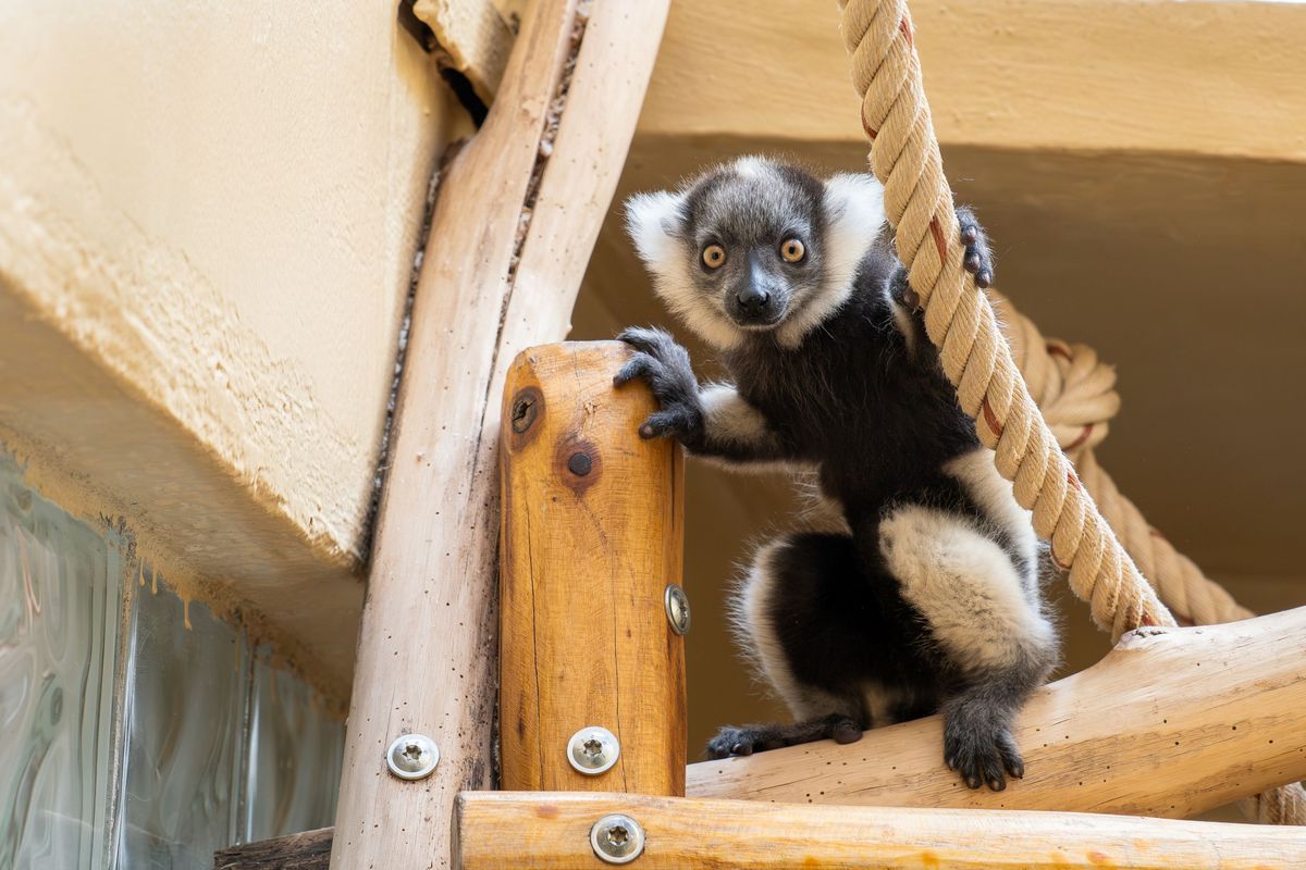Olomoucká zoo má mládě variho černobílého. V Česku se tato poloopice pravidelně nikde jinde nemnoží