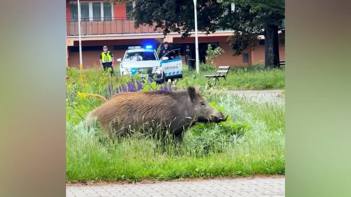 Divočáka ve Frýdku-Místku naháněli tři hodiny, nakonec padl výstřel
