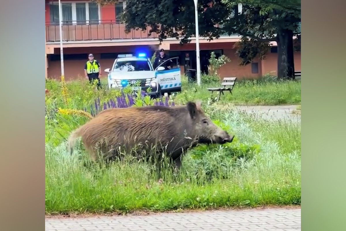 Divočáka ve Frýdku-Místku naháněli tři hodiny, nakonec padl výstřel