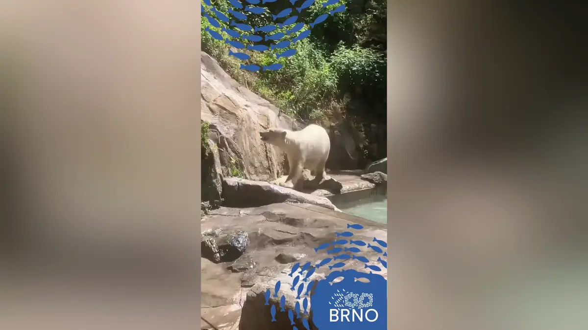 V brněnské zoo se zabydlují lední medvědice Anori a Nivi z Dánska