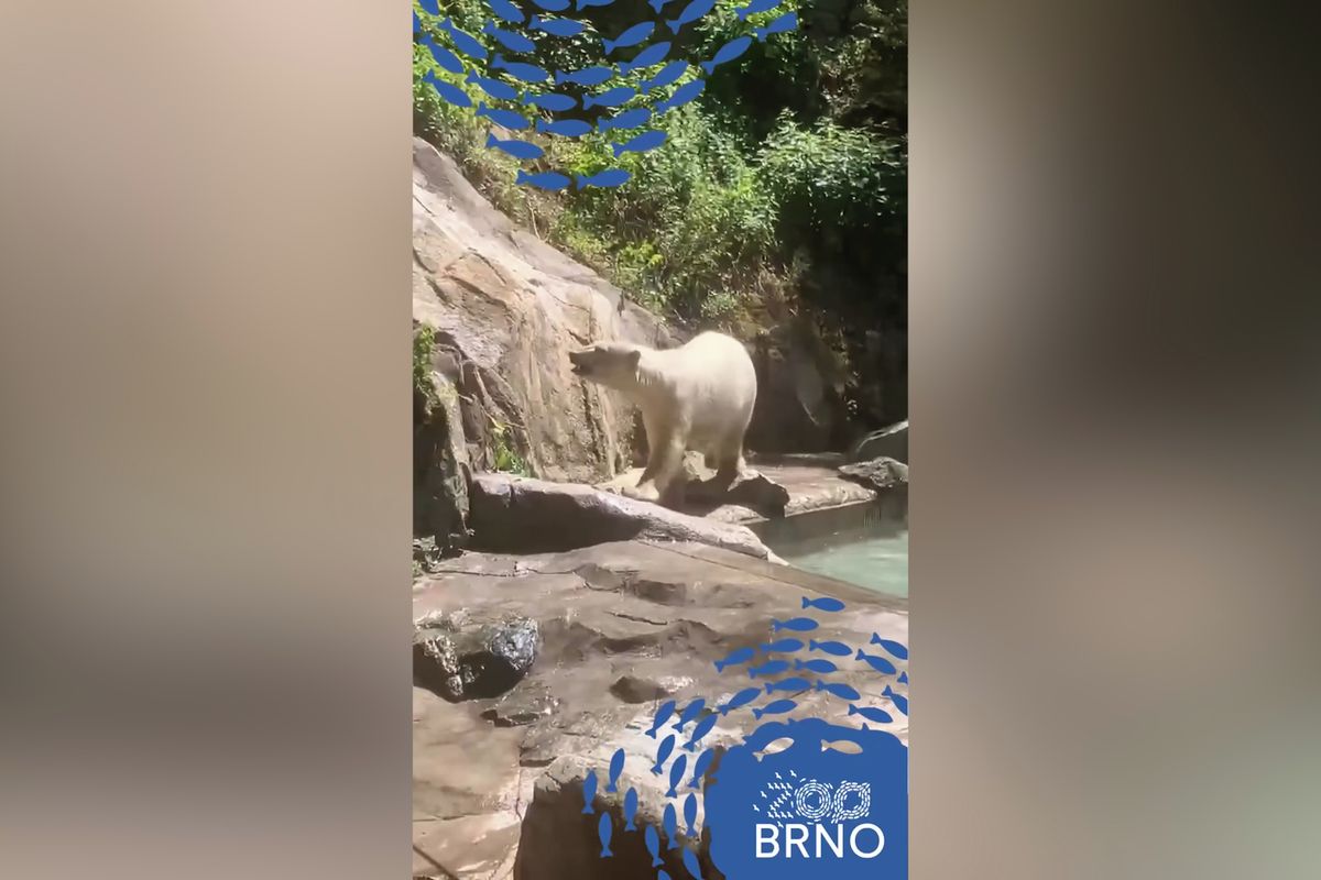 V brněnské zoo se zabydlují lední medvědice Anori a Nivi z Dánska