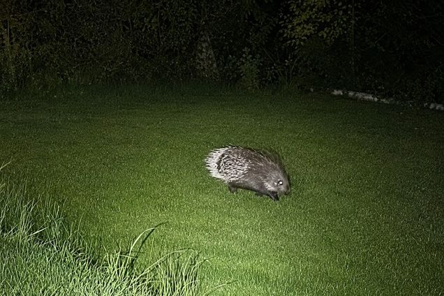 Odborník povolaný k odchytu dikobraza poznal vlastní ztracené zvíře