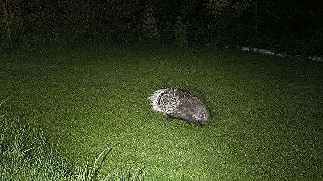 Odborník povolaný k odchytu dikobraza poznal vlastní ztracené zvíře
