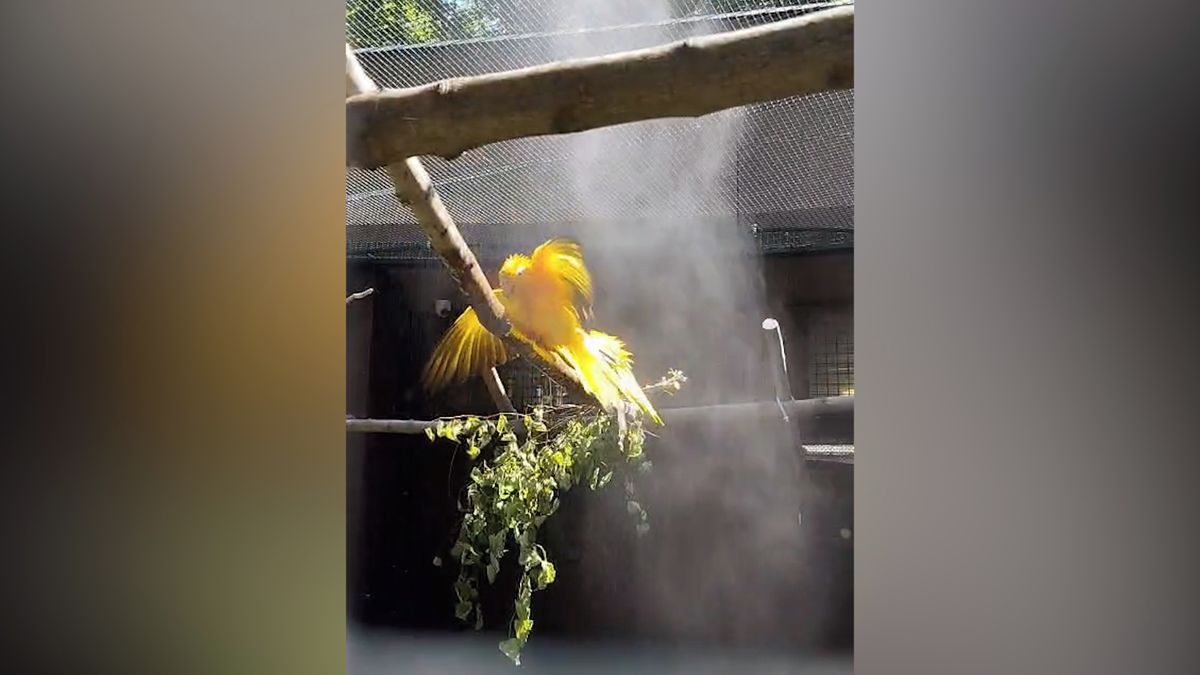 Papoušci si ve vedru užívají mlžné sprchy. Ostravská zoo chladí zvířata i návštěvníky