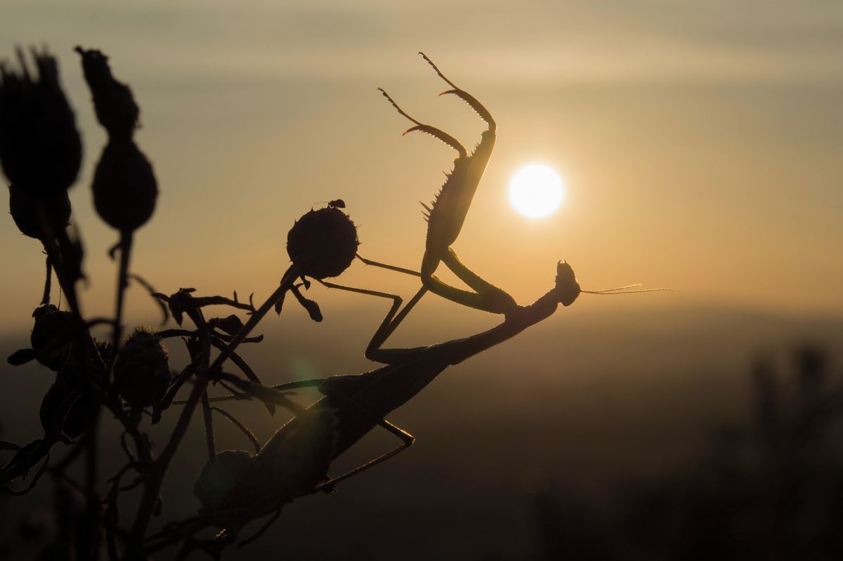 Entomologové vyhlásili českým hmyzem roku kudlanku nábožnou