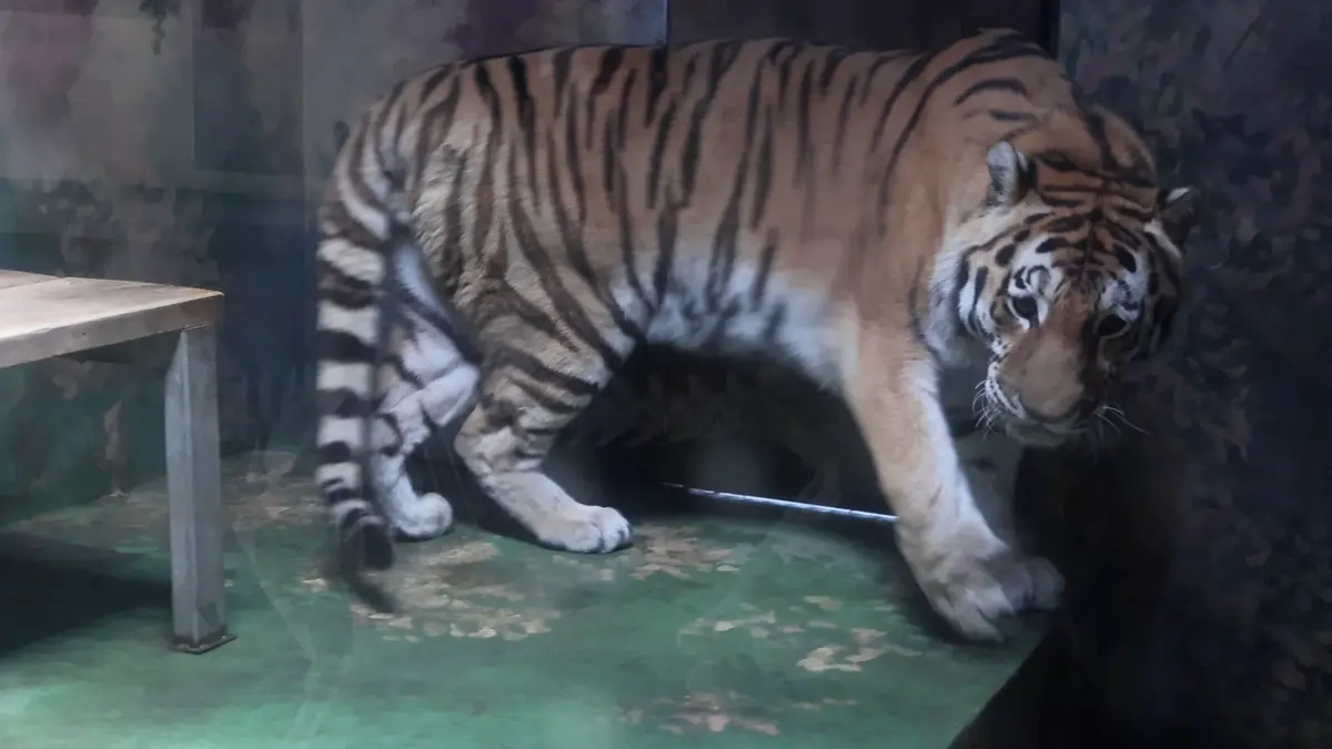 Do hodonínské zoo se vrátil tygr ussurijský, ikonický symbol
