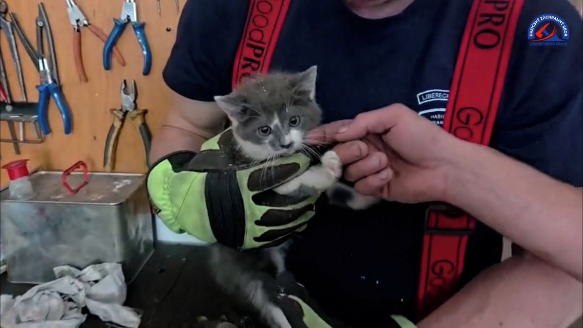 Zvědavé kotě na Semilsku uvízlo ve větracím otvoru dveří. Zachránili ho hasiči