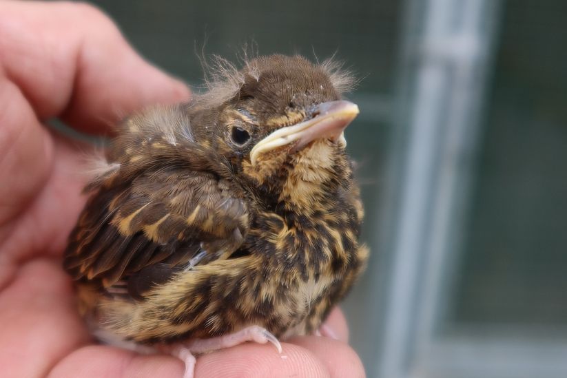 Vedra málem zavařila plzeňskou záchranou stanici živočichů