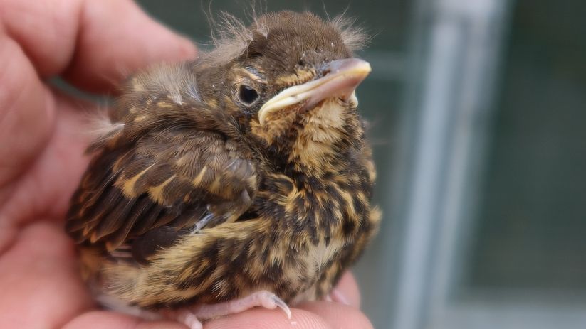 Vedra málem zavařila plzeňskou záchranou stanici živočichů