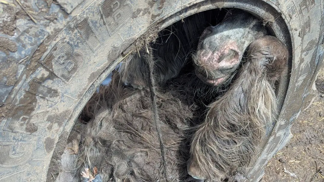 Poník se záhadně nasoukal do pneumatiky od traktoru