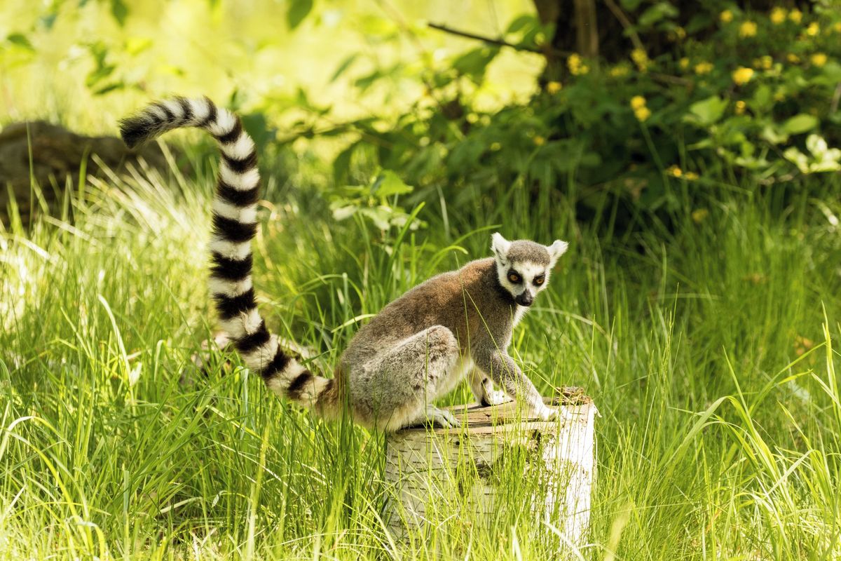 Z ostravské zoo utekl lemur. Nesnažte se ho chytit, varuje zahrada