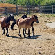 Skyrijští pony jsou jedním z pokladů ostrova.