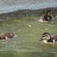 Dalším tématem je fauna, které peroxid vodíku ve vodě neprospívá. 