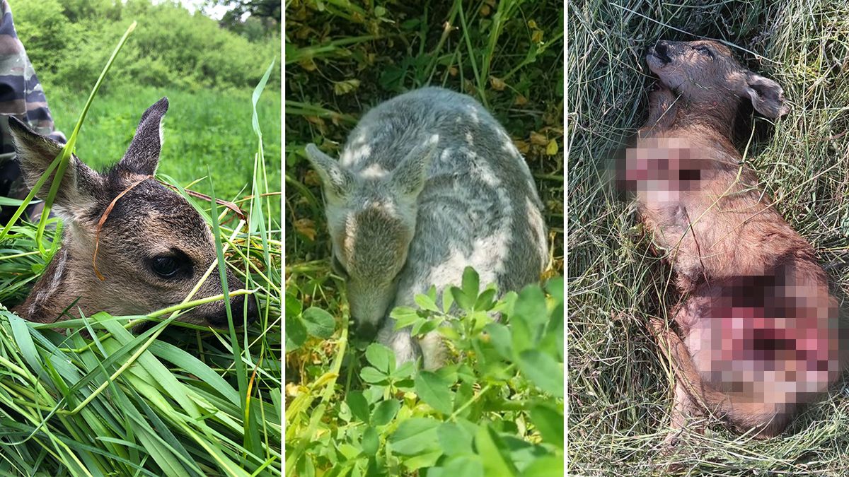 Spím dvě hodiny denně, ale stojí to za to. Dobrovolníci zachraňují srnčata před sekačkami