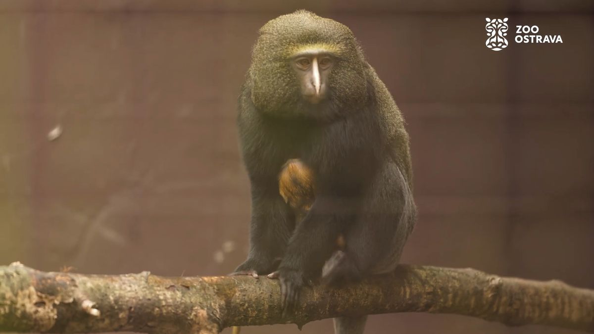V ostravské zoo se narodilo velmi vzácné mládě opice, která má na čele korunku