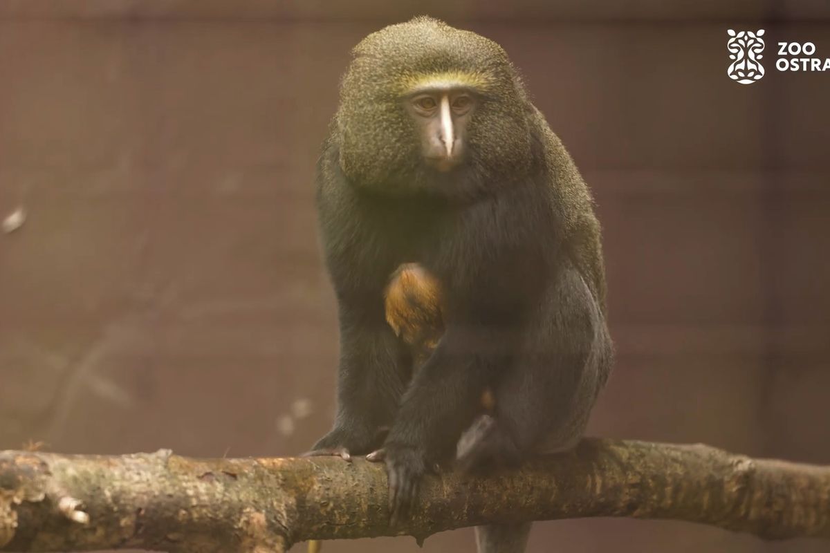 V ostravské zoo se narodilo velmi vzácné mládě opice, která má na čele korunku