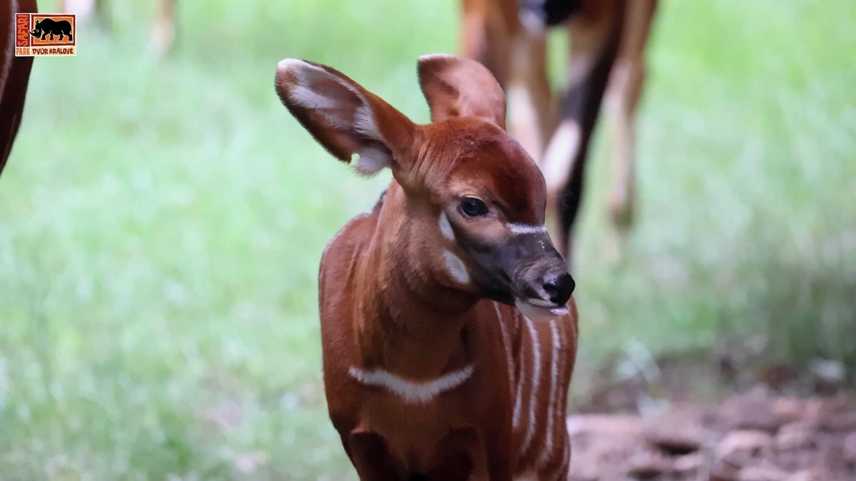 Nejnovější přírůstek v Safari parku: mládě kriticky ohroženého bonga horského