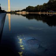 Nádrži se říká „reflecting pool“ protože odráží z jedné strany Washingtonův monumentu, z druhé Lincolnův památník. Teď odrazy rozhodně nepůsobí tak reprezentativně, jak Donald Trump zamýšlel. 
