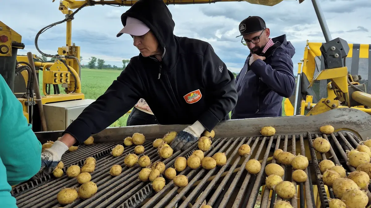 Na Mělnicku začala sklizeň českých raných brambor