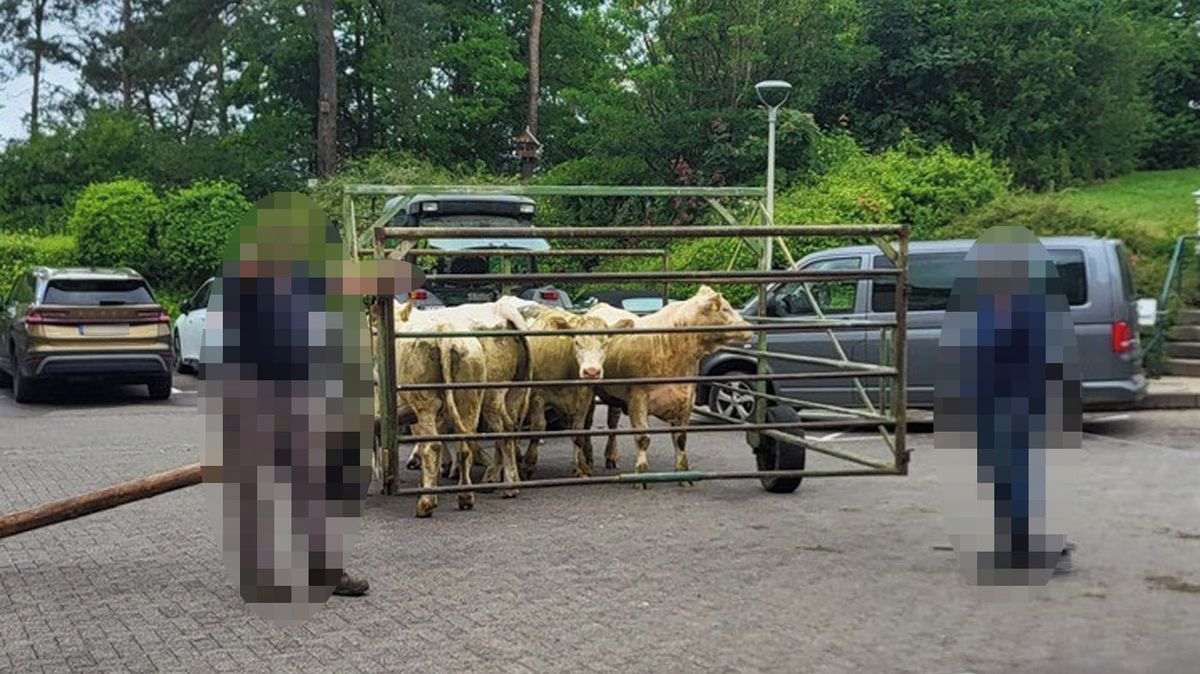 Stádo krav se vydalo na výlet. Proniklo až do třetího patra nemocnice, ukazují záběry z Německa