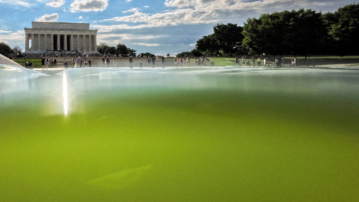 Zrcadlové jezírko u Lincolnova památníku ve Washingtonu zezelenalo kvůli řasám