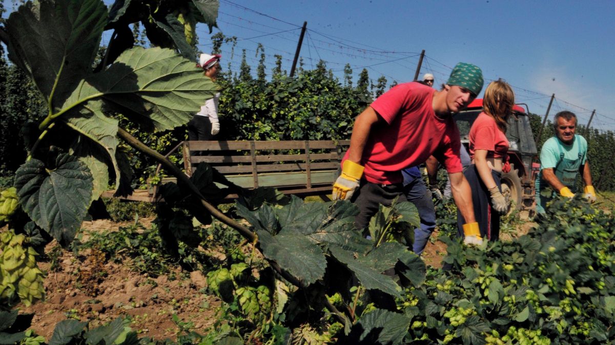 PŘEHLEDNĚ: Jaká pravidla platí pro brigádníky a jejich zaměstnavatele