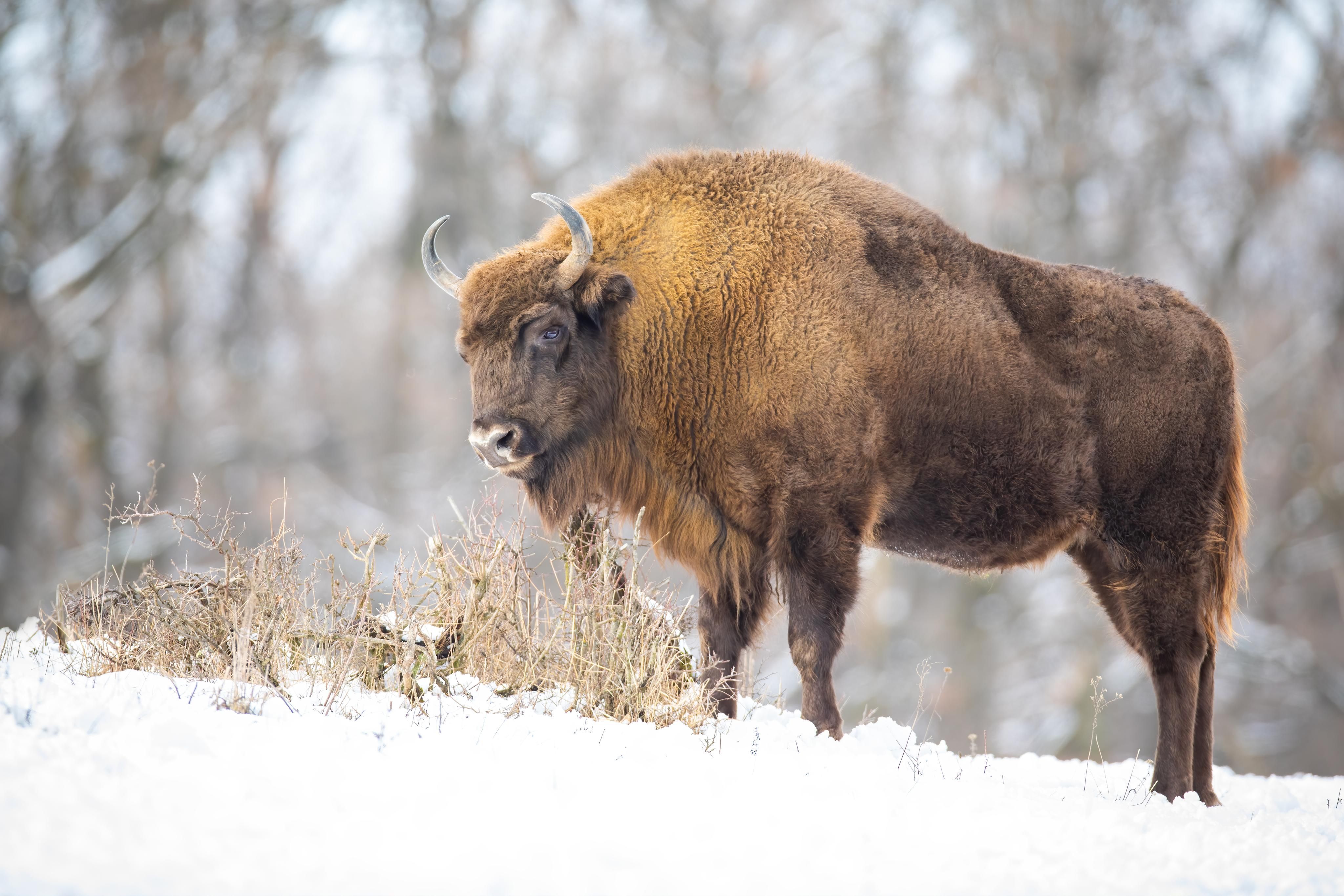 Zubr evropský (Bison bonasus)