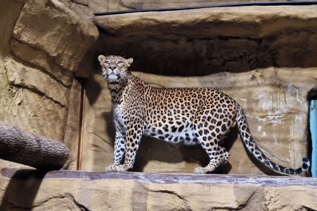 Ostravští lvi a levharti potřebují nové moderní zázemí. Zoo vyhlásila sbírku