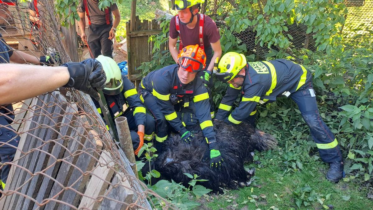 Hasiči u Boskovic zápasili s agresivním pštrosem