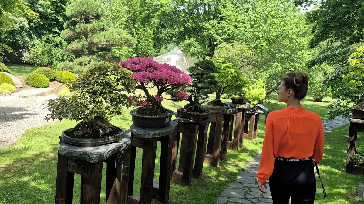 Pražskou výstavu bonsají zahajoval starosta Kjóta i japonský velvyslanec