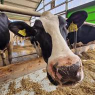 Na farmě v Bohdalově hlídají pohodlí krav pomocí technologií.