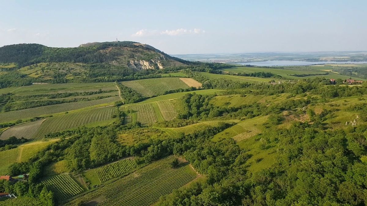 Ryzlink vlašský v hlavní roli: Mikulov láká na mezinárodní festival