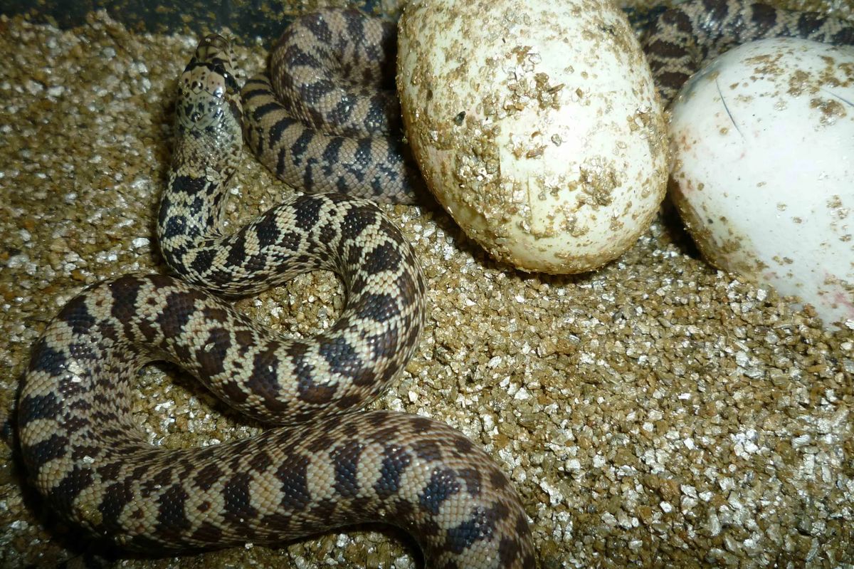 Brněnská zoo odchovala vzácné užovky, které vrčí a křičí 