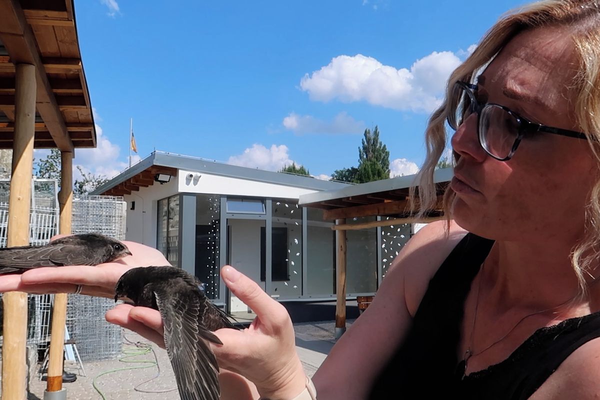 Zoufalá mláďata rorýsů skákala z rozpálených hnízd. Teď je vypiplává obětavá Plzeňanka
