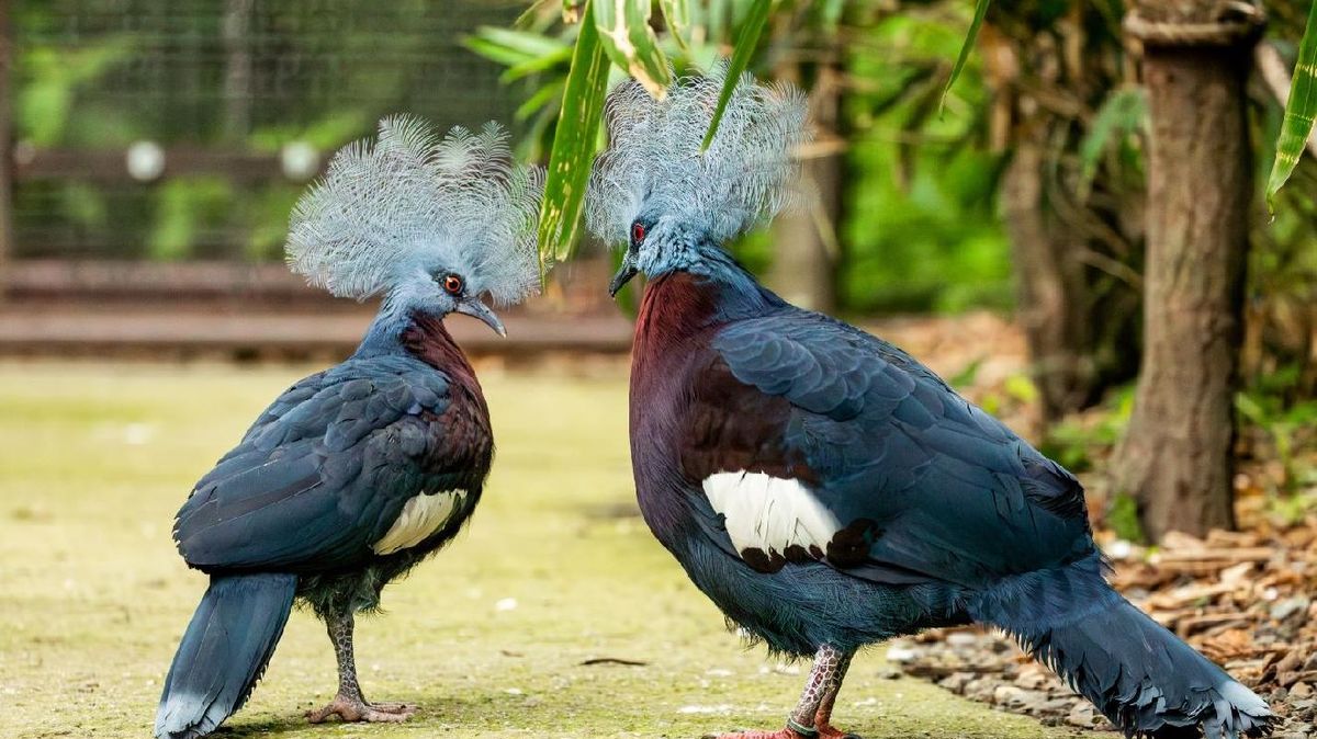 Velký úspěch ostravské zoo: Má mládě největšího holuba na světě