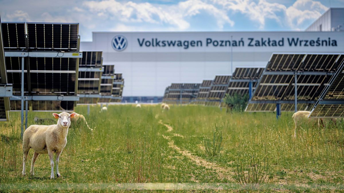 Volkswagen proměnil část polské továrny v pastvu pro ovce